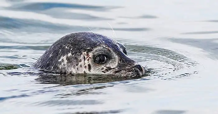 Zeehonden kijken met een snelle RIB